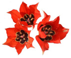 Rose of Sharon